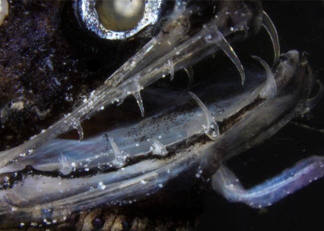 Scientists crack secret of fish's deadly, transparent teeth | iNFOnews.ca