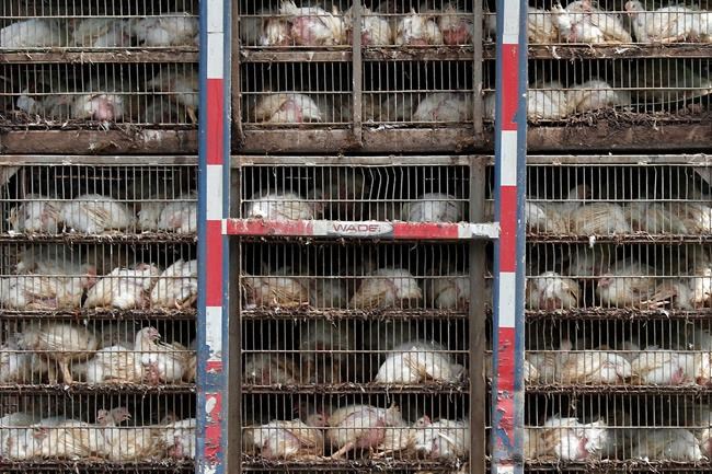 UK worries Brexit could bring 'chlorinated chicken' from US | iNFOnews.ca UK worries Brexit could bring 'chlorinated chicken' from US | iNFOnews.ca