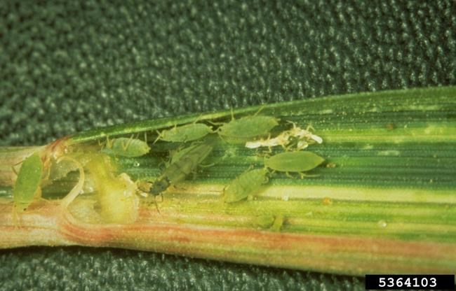 Global warming could spur more and hungrier crop-eating bugs | iNFOnews.ca