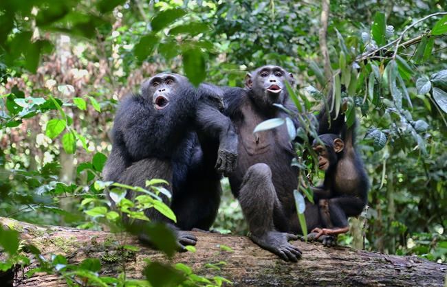 Chimps varied 'culture' matters for conservation, study says | iNFOnews.ca