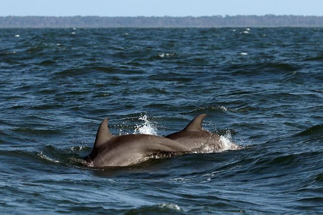 How a small stretch of ocean stirred a conservation movement | iNFOnews.ca How a small stretch of ocean stirred a conservation movement | iNFOnews.ca