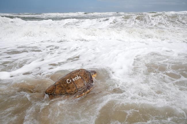 New England seeing a huge spike in beached sea turtles | iNFOnews.ca