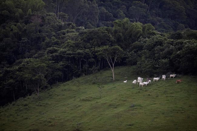 Difficult but rewarding work: Planting trees to aid climate | iNFOnews.ca