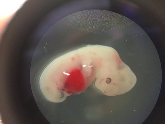 Scientists take first steps to growing human organs in pigs | iNFOnews.ca