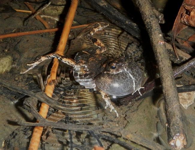 Croak to croon: City frogs sing more alluring love songs | iNFOnews.ca CP1095340600
