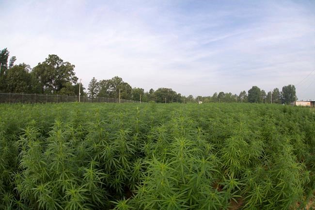 US growing largest crop of marijuana for research in 5 years | iNFOnews.ca
