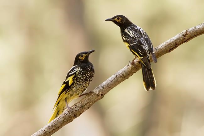 As endangered birds lose their songs, they can't find mates | iNFOnews.ca As endangered birds lose their songs, they can't find mates | iNFOnews.ca