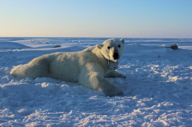 Climate change diet: Arctic sea ice thins, so do polar bears | iNFOnews.ca Climate change diet: Arctic sea ice thins, so do polar bears | iNFOnews.ca