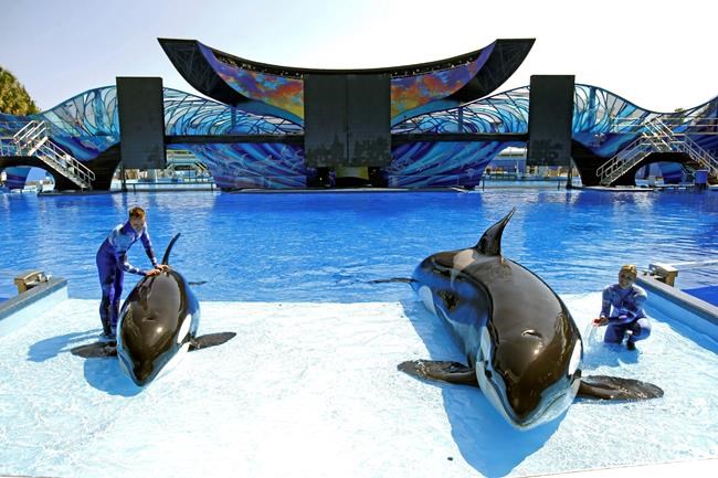 1st SeaWorld park without orcas opening in Abu Dhabi in 2022 | iNFOnews.ca 1st SeaWorld park without orcas opening in Abu Dhabi in 2022 | iNFOnews.ca
