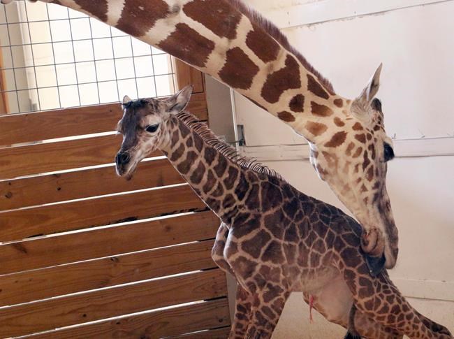 NY zoo's baby giraffe named Tajiri, Swahili for hope | iNFOnews.ca NY zoo's baby giraffe named Tajiri, Swahili for hope | iNFOnews.ca