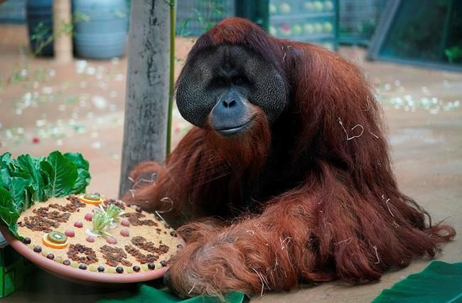 German zoo sends its last orangutan to Louisiana | iNFOnews.ca