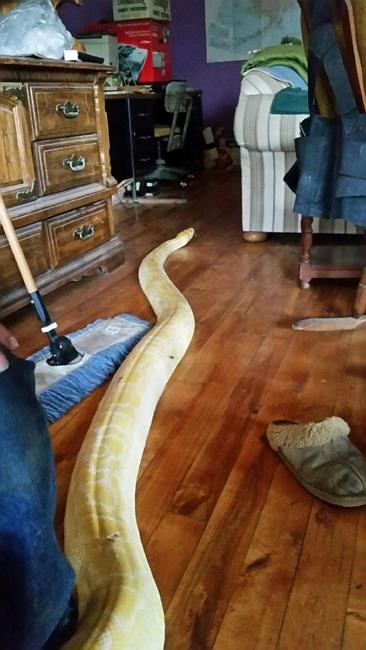 Sam the missing python slithers back to Alaska home | iNFOnews.ca
