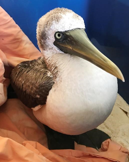 Tropical bird likely blown off course by hurricane dies | iNFOnews.ca