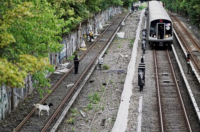 Jon Stewart helps aid goats found on New York subway tracks | iNFOnews.ca