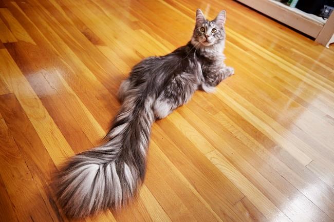 Guinness records include long-tailed cat, old bodybuilder | iNFOnews.ca