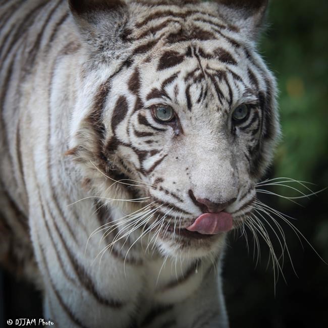 The Cincinnati Zoo's last white tiger, Popsy, dies at 22 | iNFOnews.ca