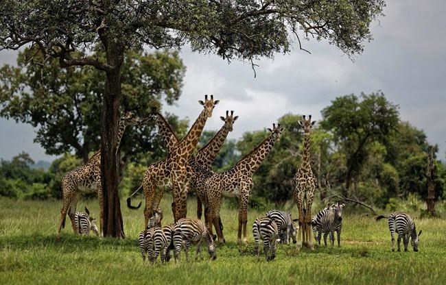UN report: Humans accelerating extinction of other species | iNFOnews.ca UN report: Humans accelerating extinction of other species | iNFOnews.ca