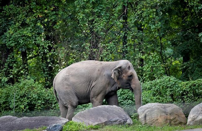 Zoo elephant is being 'unlawfully imprisoned,' group says | iNFOnews.ca Zoo elephant is being 'unlawfully imprisoned,' group says | iNFOnews.ca