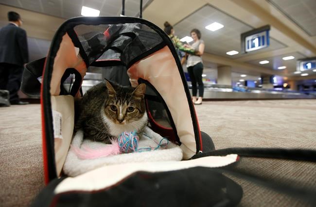 New rules could bump emotional-support animals from planes | iNFOnews.ca New rules could bump emotional-support animals from planes | iNFOnews.ca