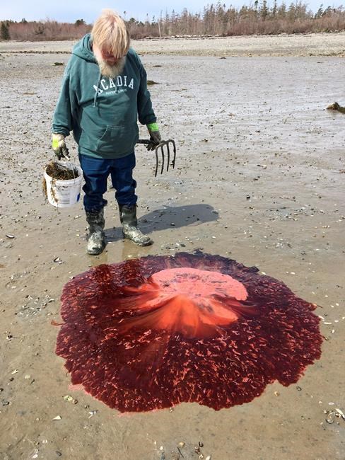 Summer of Blob: Maine sees more big, stinging jellyfish | iNFOnews.ca