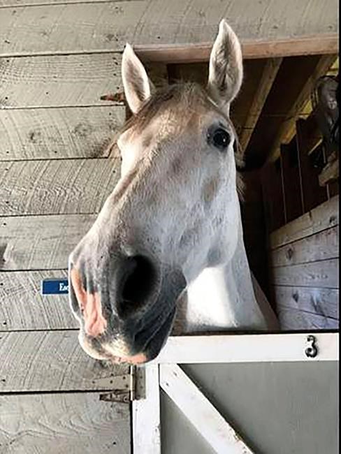 N.C. farm rents out miniature donkey to crash video calls | iNFOnews.ca