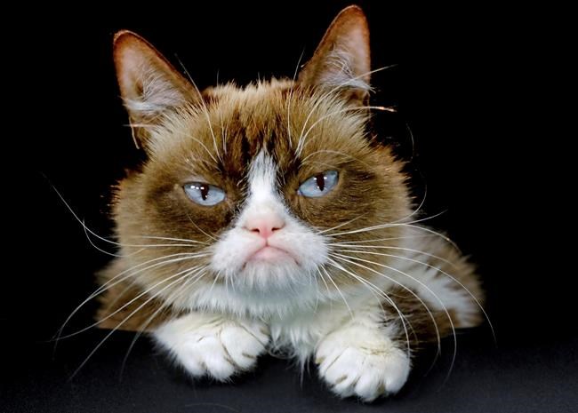 Grumpy Cat, who entertained millions online, dies at age 7 | iNFOnews.ca