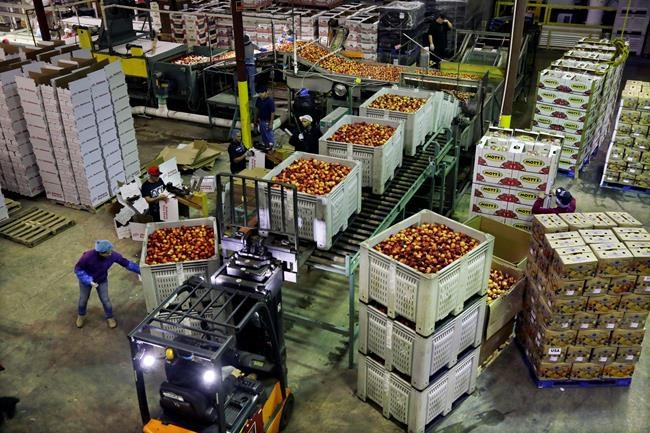 US wholesale prices fell 0.2% in June as food costs plunged | iNFOnews.ca