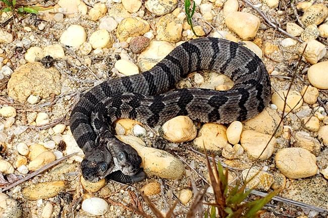 Rare, two-headed rattlesnake found in New Jersey forest | iNFOnews.ca Rare, two-headed rattlesnake found in New Jersey forest | iNFOnews.ca