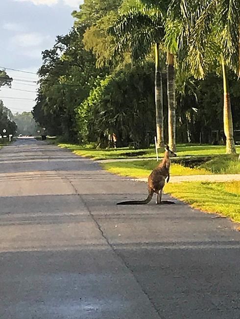 7 kangaroos temporarily removed from home after 1 escaped | iNFOnews.ca