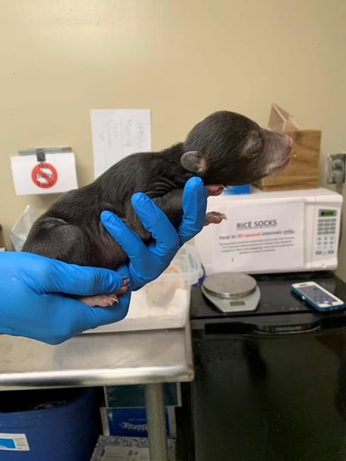 Takes a village: Bear 'foster mom' raises cub saved by dog | iNFOnews.ca Takes a village: Bear 'foster mom' raises cub saved by dog | iNFOnews.ca