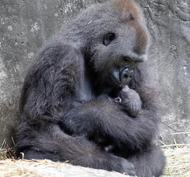 6-day-old endangered gorilla baby dies at New Orleans zoo | iNFOnews.ca