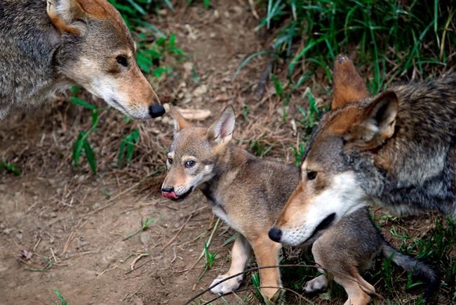 Government: Wild red wolf population could soon be wiped out | iNFOnews.ca