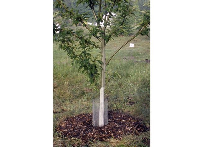 Young trees need some dressing up for winter protection | iNFOnews.ca Young trees need some dressing up for winter protection | iNFOnews.ca