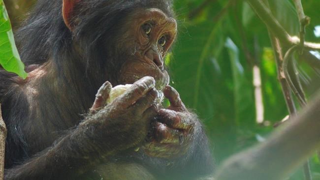 Jane Goodall talks coronavirus impact, Nat Geo documentary | iNFOnews.ca Jane Goodall talks coronavirus impact, Nat Geo documentary | iNFOnews.ca