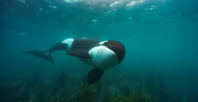 NatGeo's ‘Secrets of the Whales’ surfaces little-known facts | iNFOnews.ca CP1969218929
