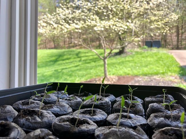 Need for seed: Gardeners flock to stores, overwhelm websites | iNFOnews.ca