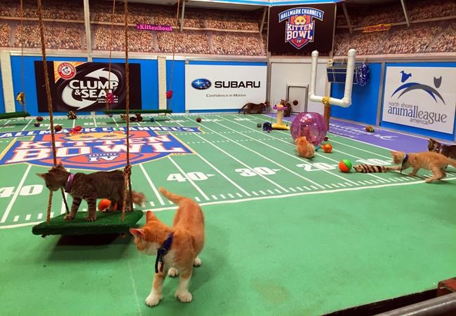 What time is it? Kitten Bowl IV taping time! | iNFOnews.ca