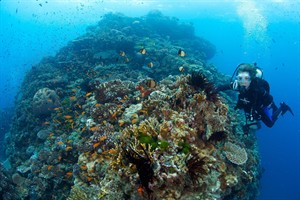 Actor-filmmaker Fisher Stevens dives into the life, work of famed oceanographer Sylvia Earle | iNFOnews.ca CP29551053