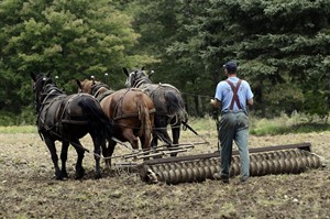 CP29935987
