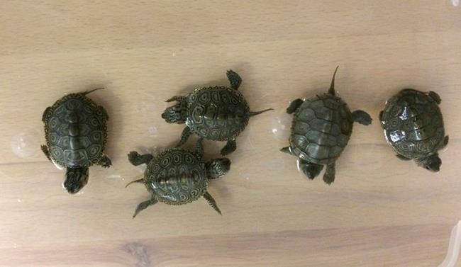Pennsylvanian pleads guilty to trafficking protected turtles | iNFOnews.ca