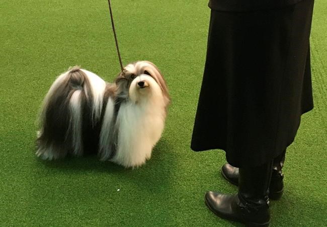 Happy meal: Poodle stops for fast food, wins at Westminster | iNFOnews.ca Happy meal: Poodle stops for fast food, wins at Westminster | iNFOnews.ca