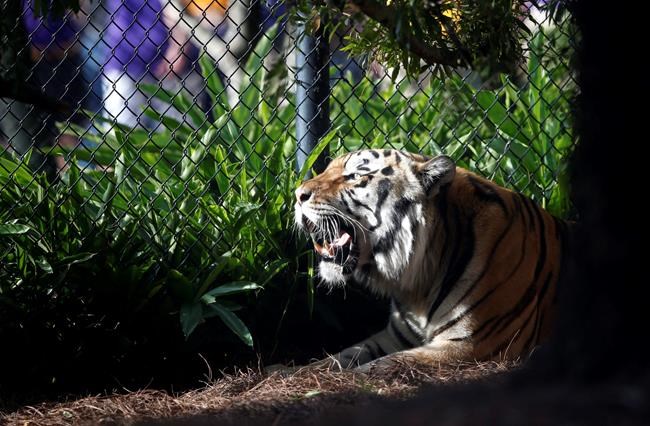 LSU getting its roar back? Florida tiger could be new mascot | iNFOnews.ca