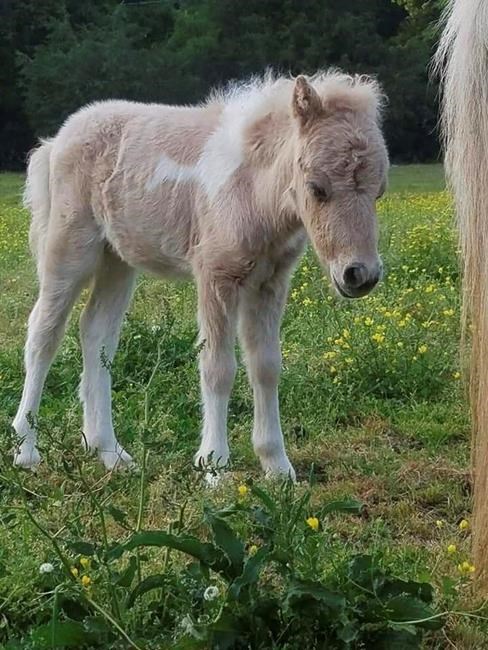 Rescue group: Missing SC pony named 'Pikachu' found dead | iNFOnews.ca