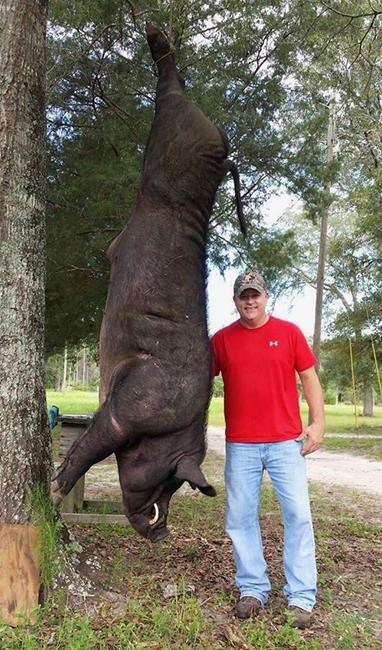 Alabama man to display head of 820-pound hog shot in yard | iNFOnews.ca
