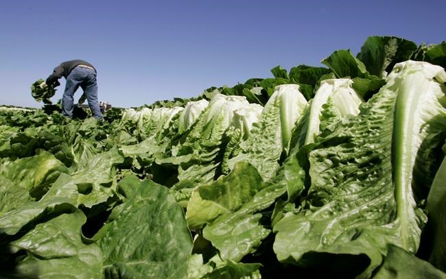 US officials declare end to outbreak from romaine lettuce | iNFOnews.ca
