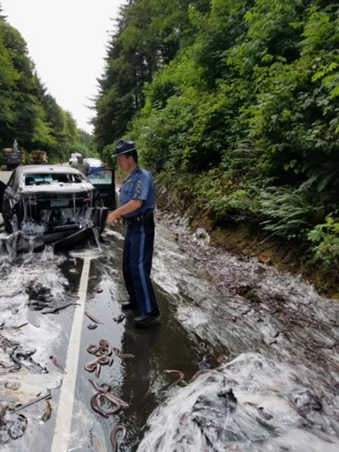 Eels from overturned truck slime cars on Oregon highway | iNFOnews.ca Eels from overturned truck slime cars on Oregon highway | iNFOnews.ca