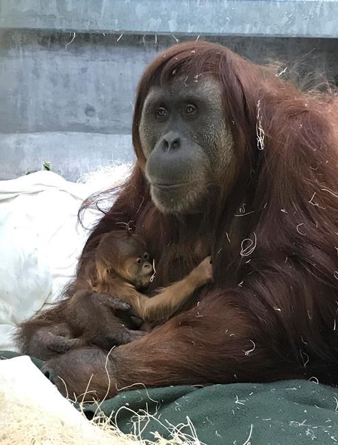 Denver Zoo celebrates birth of Sumatran orangutan | iNFOnews.ca