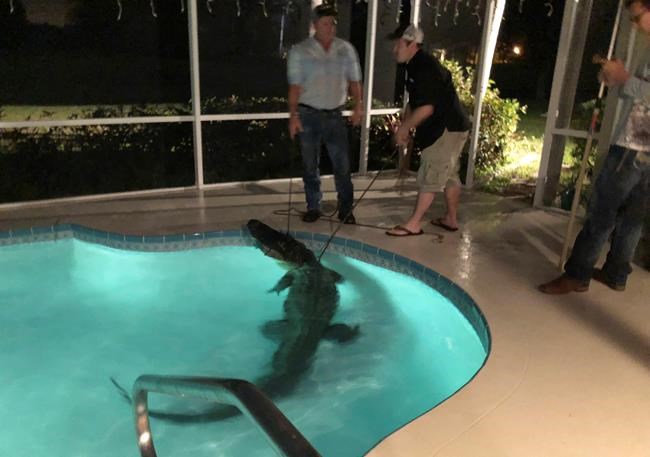 Florida: Gator in backyard pool as reptiles warm to spring | iNFOnews.ca