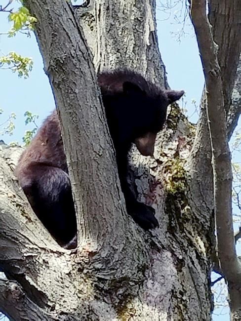 Correction: Bear-Human Conflict story | iNFOnews.ca Correction: Bear-Human Conflict story | iNFOnews.ca