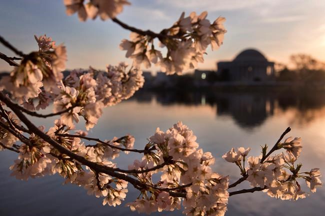 National Park Service pushes back cherry blossom prediction | iNFOnews.ca